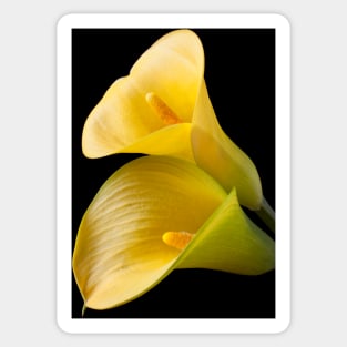 Pair of Yellow Calla Lilies Sticker